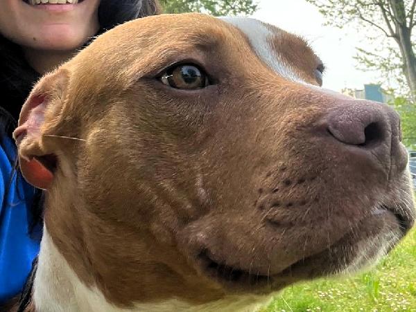 DANKO BELLISSIMO PIT Foto 9